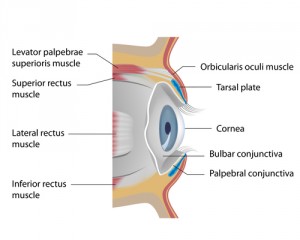 vision loss cases