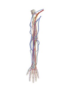 arm nerve damage cases