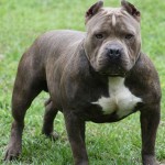 pit bull liability