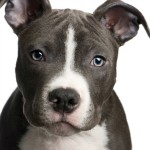 pit bull law