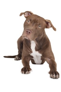 pit bull strict liability